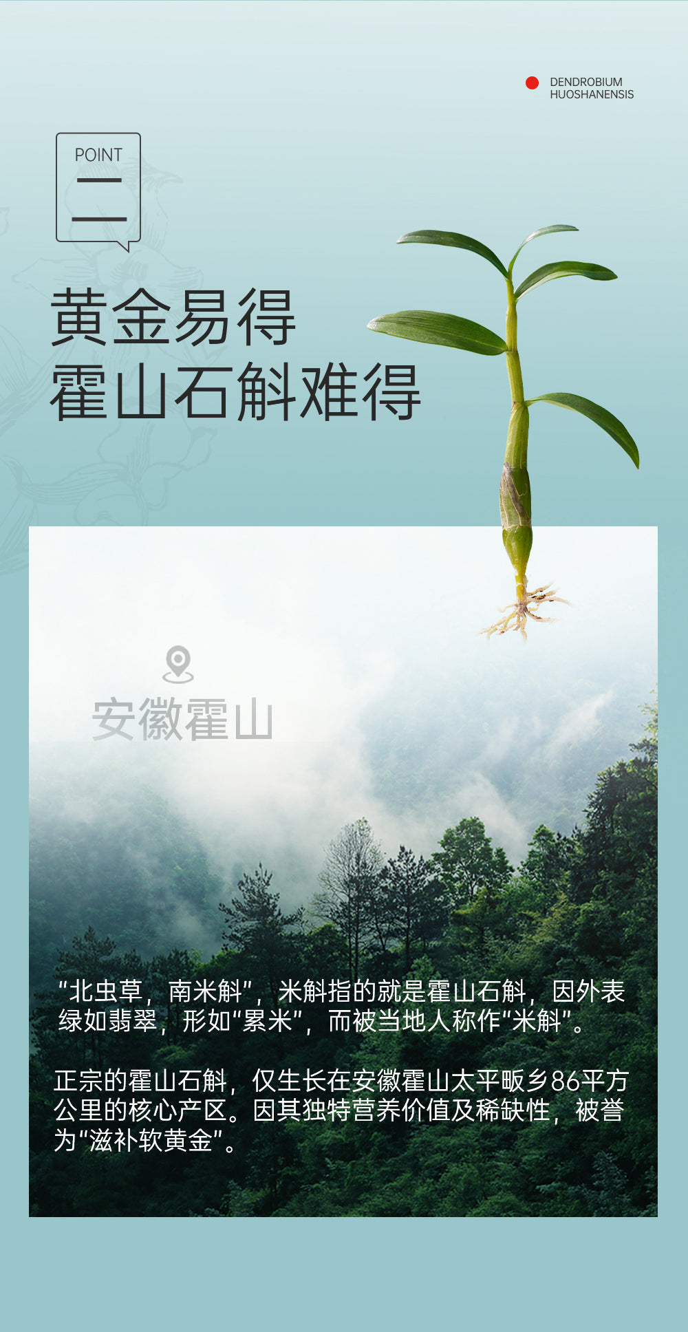 Dendrobium Herbal Drink - Aiyisheng