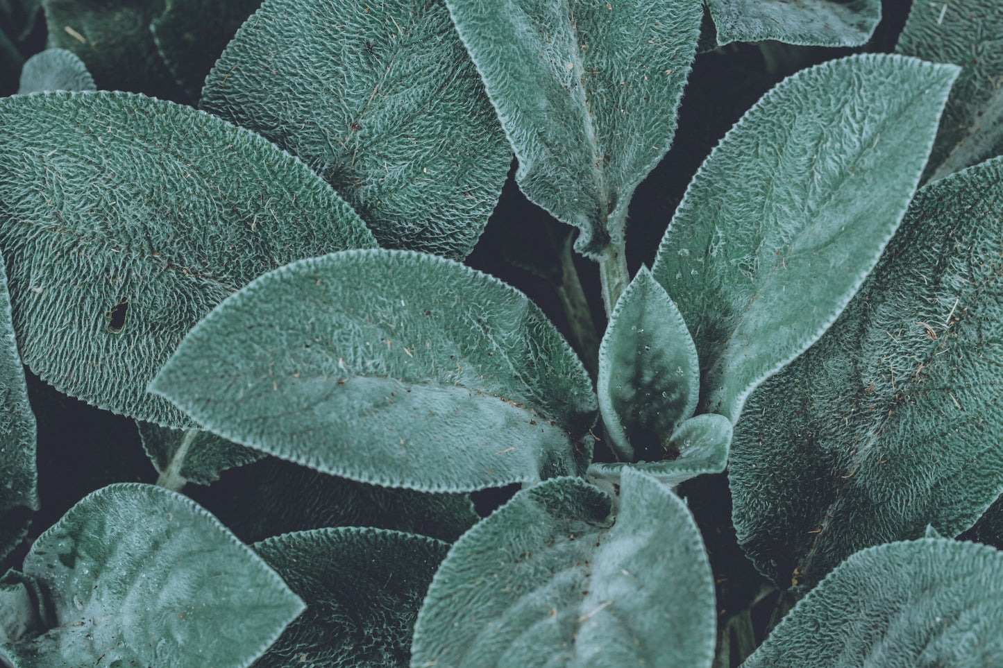 Pexels Ylanite Koppens